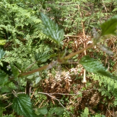 Urtica incisa (Stinging Nettle) at Bemboka, NSW - 24 Nov 2022 by mahargiani