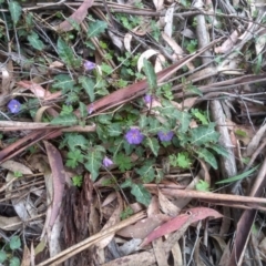 Solanum prinophyllum (Forest Nightshade) at Bemboka, NSW - 24 Nov 2022 by mahargiani