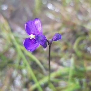 Utricularia dichotoma at Richardson, ACT - 25 Nov 2022 02:44 PM