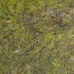 Utricularia dichotoma at Richardson, ACT - 25 Nov 2022