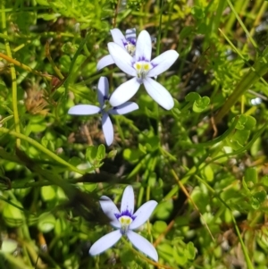 Isotoma fluviatilis subsp. australis at Richardson, ACT - 25 Nov 2022