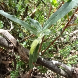 Billardiera scandens at O'Connor, ACT - 23 Nov 2022 11:42 AM