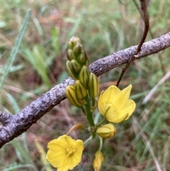 Bulbine glauca (Rock Lily) at Kowen, ACT - 24 Nov 2022 by Komidar