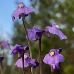 Utricularia dichotoma (Fairy Aprons, Purple Bladderwort) at Kowen, ACT - 25 Nov 2022 by Komidar