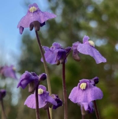 Utricularia dichotoma (Fairy Aprons, Purple Bladderwort) at Kowen, ACT - 24 Nov 2022 by Komidar