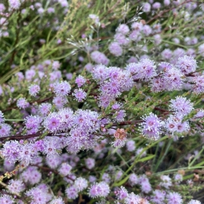 Kunzea parvifolia (Violet Kunzea) at Kowen, ACT - 25 Nov 2022 by Komidar