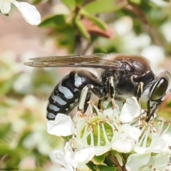 Tachysphex sp. (genus) (Unidentified Tachysphex sand wasp) at Acton, ACT - 24 Nov 2022 by Roger