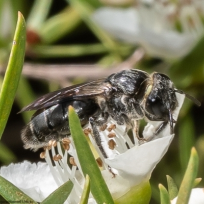 Euryglossa depressa (Native bee) at ANBG - 25 Nov 2022 by Roger