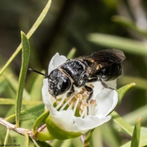 Euryglossa depressa at Acton, ACT - 25 Nov 2022