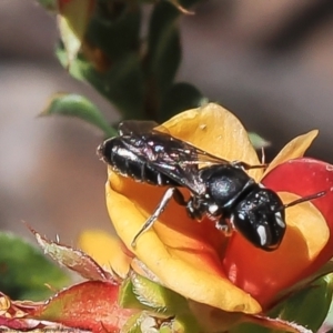 Hylaeus (Xenohylaeus) leptospermi at Bruce, ACT - 24 Nov 2022 11:09 AM