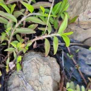 Persicaria prostrata at Bungendore, NSW - 25 Nov 2022