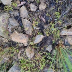 Persicaria prostrata at Bungendore, NSW - 25 Nov 2022