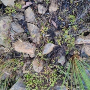 Persicaria prostrata at Bungendore, NSW - 25 Nov 2022