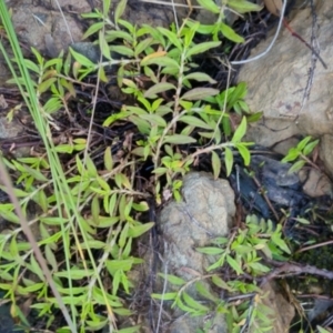 Persicaria prostrata at Bungendore, NSW - 25 Nov 2022 06:25 PM