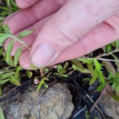 Persicaria prostrata at Bungendore, NSW - 25 Nov 2022