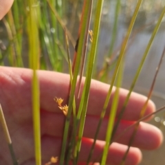 Eleocharis acuta at Bungendore, NSW - 25 Nov 2022