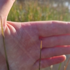 Eleocharis acuta at Bungendore, NSW - 25 Nov 2022