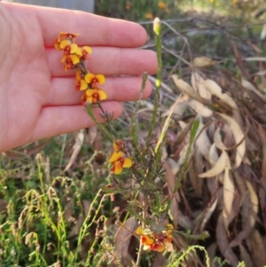 Dillwynia sericea at Bungendore, NSW - 25 Nov 2022