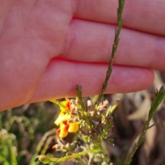 Dillwynia sericea at Bungendore, NSW - 25 Nov 2022