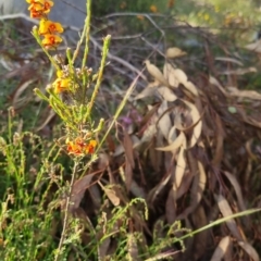 Dillwynia sericea at Bungendore, NSW - 25 Nov 2022