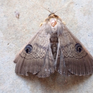 Dasypodia selenophora at Murrumbateman, NSW - 25 Nov 2022 09:22 AM