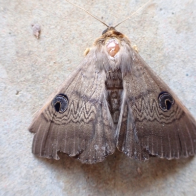 Dasypodia selenophora (Southern old lady moth) at Murrumbateman, NSW - 25 Nov 2022 by SimoneC