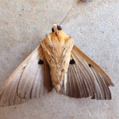 Dasypodia selenophora at Murrumbateman, NSW - 25 Nov 2022 09:22 AM