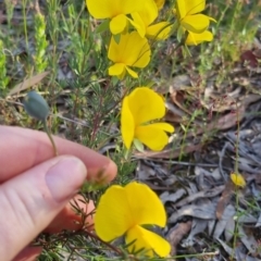 Gompholobium huegelii at Bungendore, NSW - 25 Nov 2022 06:38 PM