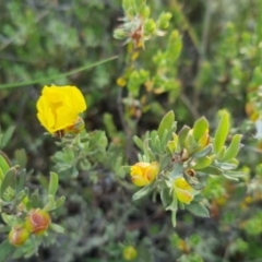 Hibbertia obtusifolia (Grey Guinea-flower) at Bungendore, NSW - 25 Nov 2022 by clarehoneydove