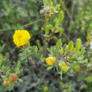 Hibbertia obtusifolia at Bungendore, NSW - 25 Nov 2022