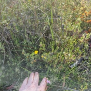 Hibbertia obtusifolia at Bungendore, NSW - 25 Nov 2022