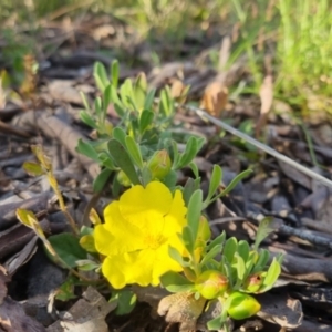 Hibbertia obtusifolia at Bungendore, NSW - 25 Nov 2022