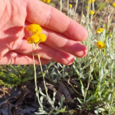 Chrysocephalum apiculatum (Common Everlasting) at Bungendore, NSW - 25 Nov 2022 by clarehoneydove