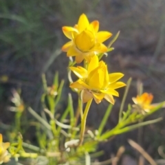 Xerochrysum viscosum at Bungendore, NSW - 25 Nov 2022