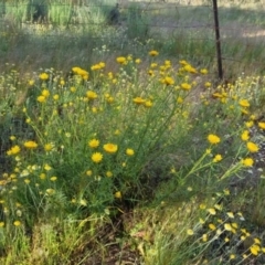 Xerochrysum viscosum (Sticky Everlasting) at Bungendore, NSW - 25 Nov 2022 by clarehoneydove