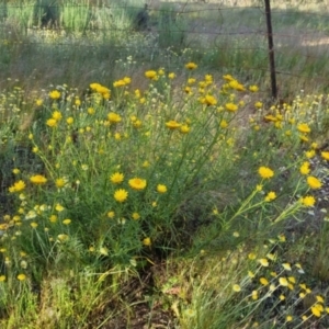 Xerochrysum viscosum at Bungendore, NSW - 25 Nov 2022