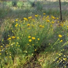 Xerochrysum viscosum at Bungendore, NSW - 25 Nov 2022