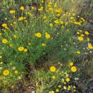 Xerochrysum viscosum at Bungendore, NSW - 25 Nov 2022