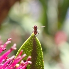 Parapalaeosepsis plebeia (Ant fly) at Murrumbateman, NSW - 25 Nov 2022 by SimoneC