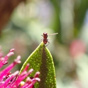 Parapalaeosepsis plebeia at Murrumbateman, NSW - 25 Nov 2022