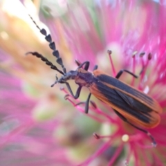 Pseudolycus sp. (genus) (Lycid-mimic oedemerid beetle) at Murrumbateman, NSW - 25 Nov 2022 by SimoneC
