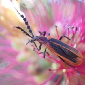 Pseudolycus sp. (genus) at Murrumbateman, NSW - 25 Nov 2022