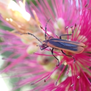 Pseudolycus sp. (genus) at Murrumbateman, NSW - 25 Nov 2022 05:12 PM