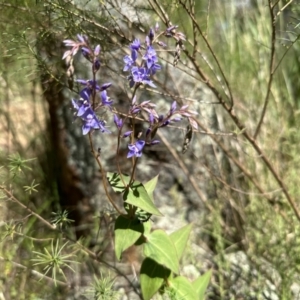 Veronica perfoliata at Campbell, ACT - 25 Nov 2022