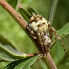 Araneinae (subfamily) (Orb weaver) at Ainslie, ACT - 25 Nov 2022 by Pirom