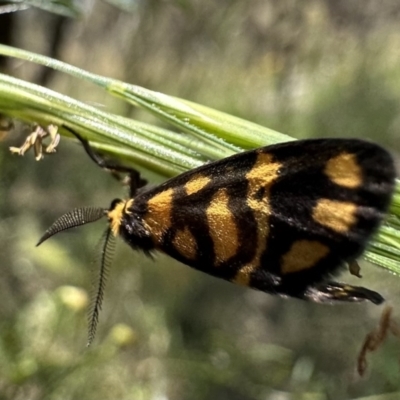 Asura lydia (Lydia Lichen Moth) at Ainslie, ACT - 25 Nov 2022 by Pirom