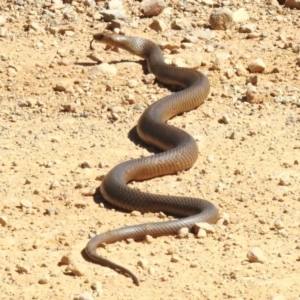 Pseudonaja textilis at Cotter River, ACT - 25 Nov 2022 09:57 AM