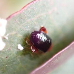 Arsipoda laeviceps at Murrumbateman, NSW - 23 Nov 2022 04:55 PM