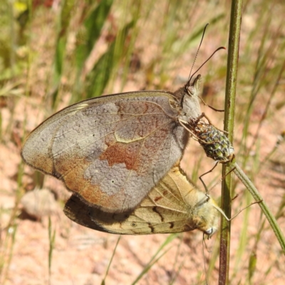 Heteronympha merope (Common Brown Butterfly) at Kambah, ACT - 25 Nov 2022 by HelenCross