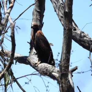 Aquila audax at Kambah, ACT - 25 Nov 2022